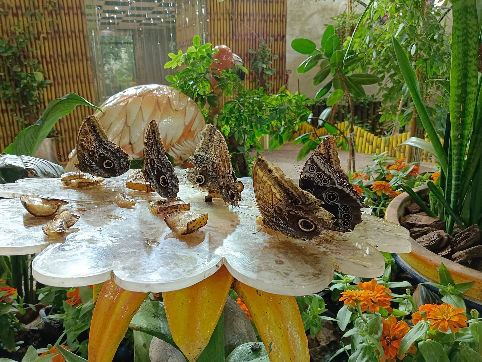 Dubai Butterfly Garden Tickets Dubai Butterfly Garden Tickets